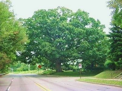 Springdale's Temple Oak